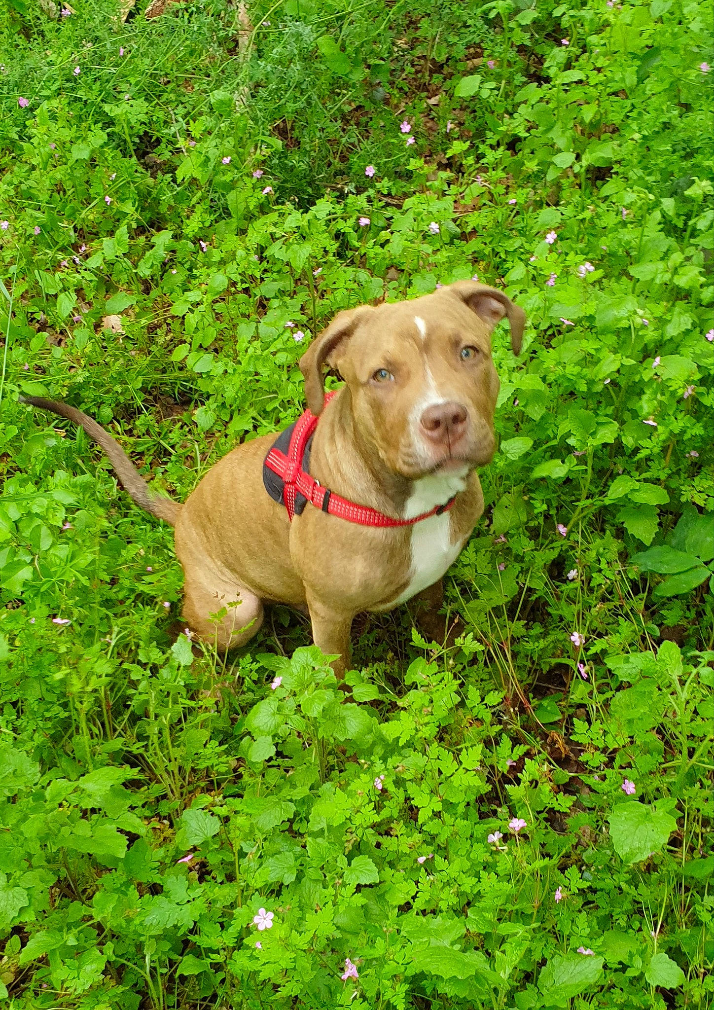 Udson a rejoint le concours — aidez-le/la à gagner de superbes lots ! carnivore, collar, companion_dog, dog, dog_breed, dog_collar, grass, groundcover, gun_dog, herb, hunting_dog, leash, liver, pet_supply, plant, shrub, tail, terrestrial_animal, working_animal, working_terrier