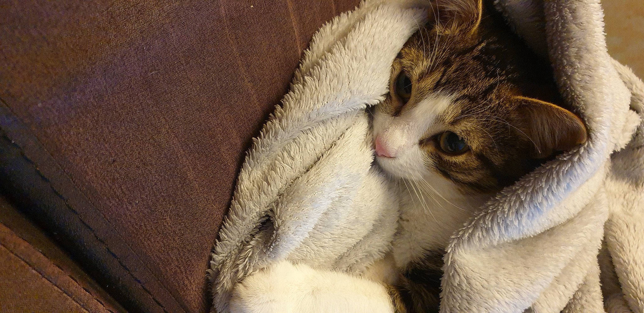 Tokyo participe au concours pour gagner de l'argent avec cette photo : carnivore, cat, claw, comfort, domestic_short_haired_cat, fawn, felidae, fur, nap, paw, sleep, small_to_medium_sized_cats, snout, tail, whiskers, wood