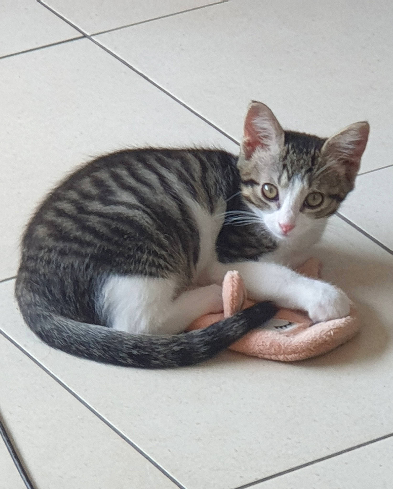 Tokyo participe au concours pour gagner de l'argent avec cette photo : carnivore, cat, comfort, domestic_short_haired_cat, felidae, fur, paw, small_to_medium_sized_cats, snout, tail, terrestrial_animal, whiskers