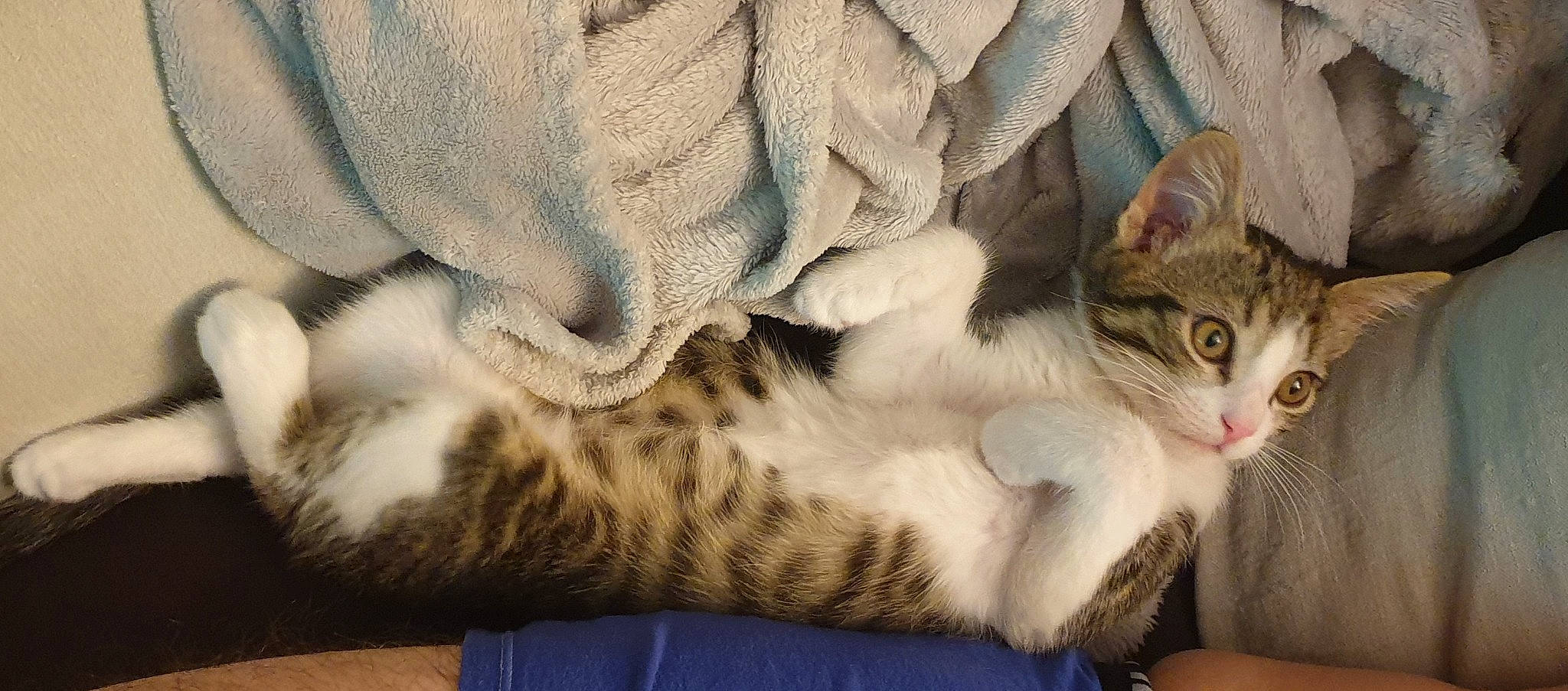 Tokyo a rejoint le concours — aidez-le/la à gagner de superbes lots ! carnivore, cat, claw, comfort, domestic_short_haired_cat, felidae, foot, fur, nap, pattern, paw, small_to_medium_sized_cats, snout, tail, whiskers