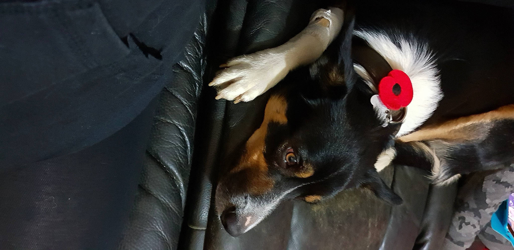 Fitz is registered to the contest to win money with this photo: canidae, carnivore, dog, dog_breed, fur, snout, whiskers