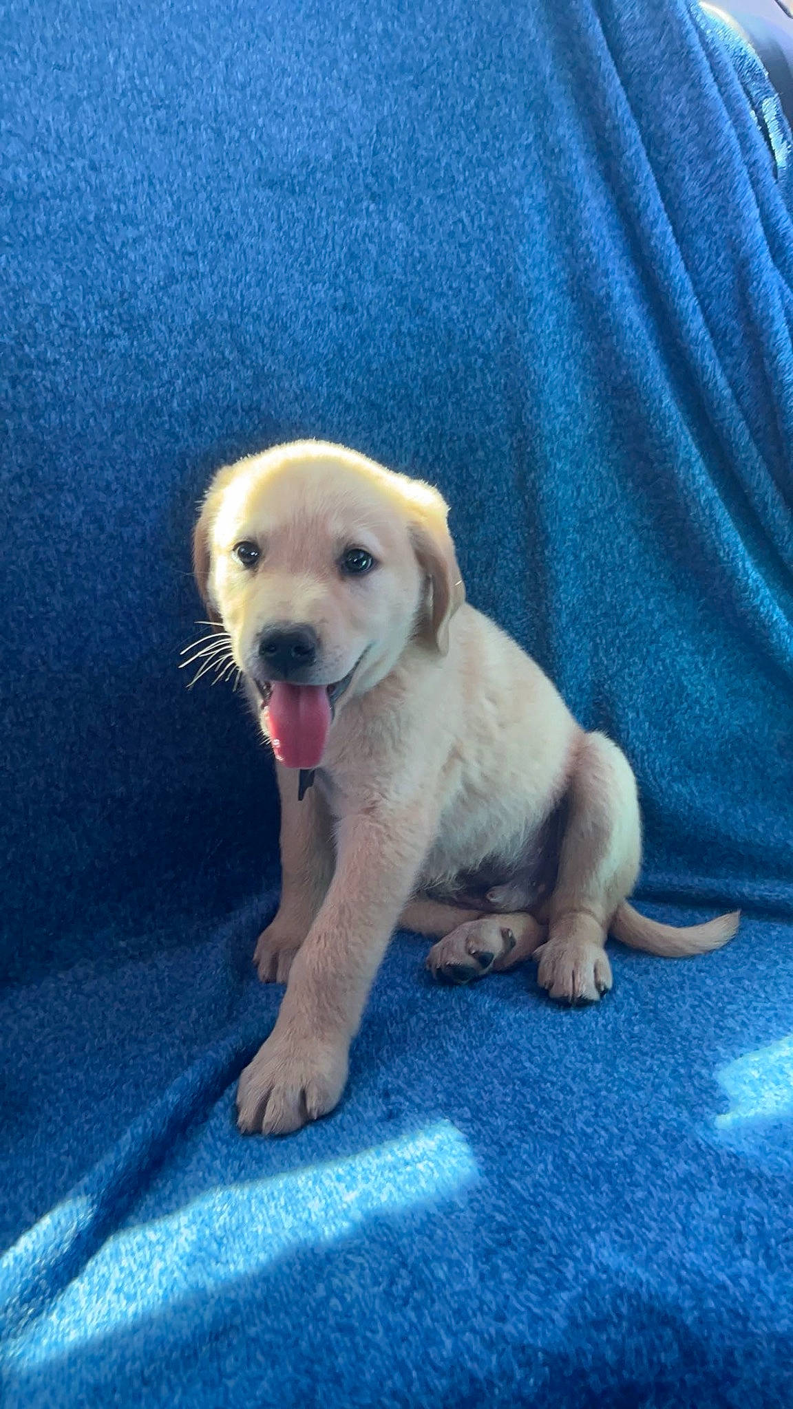 Ollie joined the competition — help win amazing prizes! canidae, carnivore, cloud, companion_dog, dog, dog_breed, fawn, happy, labrador_retriever, non_sporting_group, paw, pet_supply, puppy_love, retriever, sleeve, snout, sporting_group, street_dog, tail, working_animal