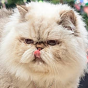 Princess joined the competition — help win amazing prizes! animal, cat, close_up, cream_color, cute, decor, domestic_cat, ears, face, feline, fluffy, heart_pendant, indoor, necklace, persian_cat, pet, portrait, soft_focus, tongue_out, whiskers