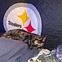 cat, sleeping, tortoiseshell, blanket, pittsburgh_steelers, person, clothing, nap, indoor, resting, cozy, feline, fur, black, brown, yellow, red, soft, comfort, home