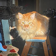 Bubbles is registered to the contest to win money with this photo: cat, orange_cat, fluffy_cat, step_stool, wooden_stool, sunlight, golden_eyes, cat_tree, leopard_print, tablecloth, pumpkin_pattern, indoor, pet, feline, cozy_room, animal, fur, whiskers, sitting, relaxed