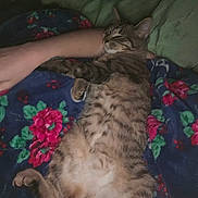 Ink joined the competition — help win amazing prizes! cat, tabby_cat, sleeping, belly_up, blanket, floral_blanket, human_arm, arm, indoor, cozy, pet, fur, paw, whiskers, pillow, bedroom, relaxed, nap, nighttime, cute