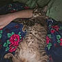 cat, tabby_cat, sleeping, belly_up, blanket, floral_blanket, human_arm, arm, indoor, cozy, pet, fur, paw, whiskers, pillow, bedroom, relaxed, nap, nighttime, cute
