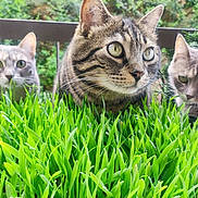 Eywa Mayiki Et Luna participe au concours pour gagner de l'argent avec cette photo : cat, grass, greenery, outdoor, pets, animals, curious, nature, feline, closeup, whiskers, ears, garden, plants, tabby, striped, gray_cat, background, eyes, portrait