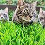 cat, grass, greenery, outdoor, pets, animals, curious, nature, feline, closeup, whiskers, ears, garden, plants, tabby, striped, gray_cat, background, eyes, portrait