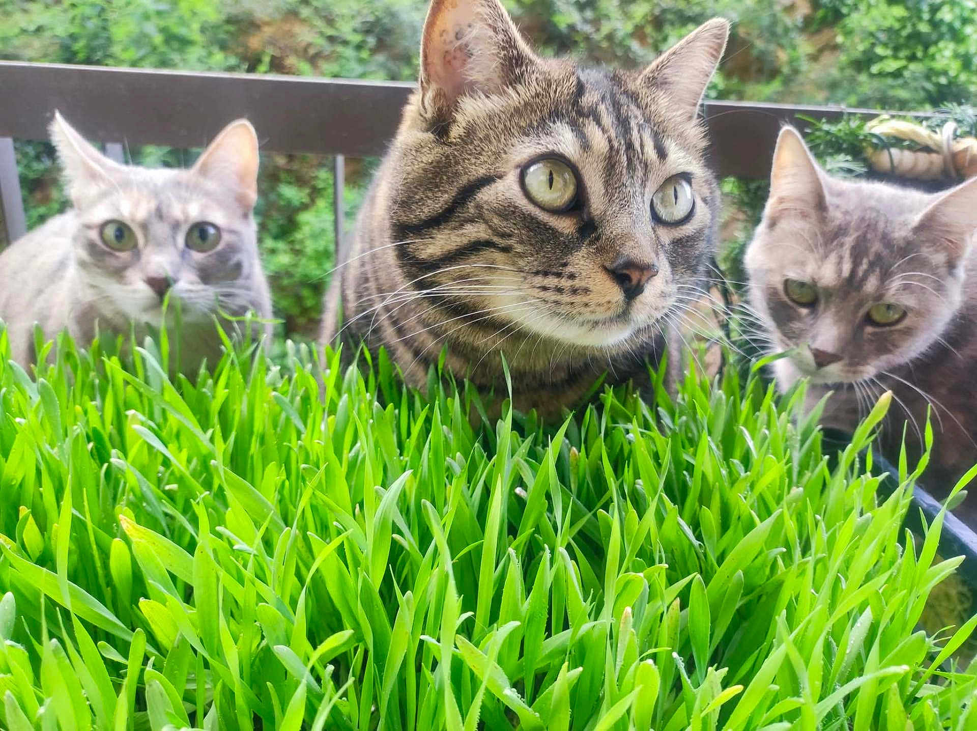 Eywa Mayiki Et Luna participe au concours pour gagner de l'argent avec cette photo : cat, grass, greenery, outdoor, pets, animals, curious, nature, feline, closeup, whiskers, ears, garden, plants, tabby, striped, gray_cat, background, eyes, portrait