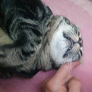 Maiyki a rejoint le concours — aidez-le/la à gagner de superbes lots ! cat, tabby, pet, animal, close_up, lying_down, pink_background, hand, scratching, relaxed, teeth, whiskers, feline, domestic_cat, cute, sleepy, fur, indoor, comfort, affection