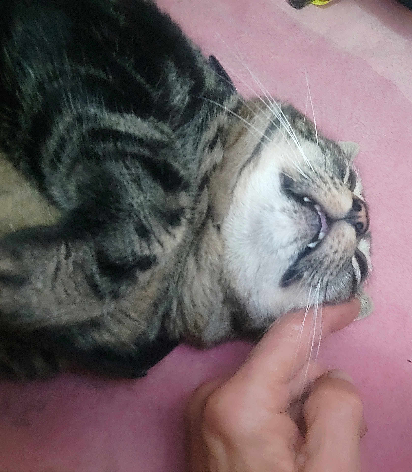 Maiyki a rejoint le concours — aidez-le/la à gagner de superbes lots ! cat, tabby, pet, animal, close_up, lying_down, pink_background, hand, scratching, relaxed, teeth, whiskers, feline, domestic_cat, cute, sleepy, fur, indoor, comfort, affection