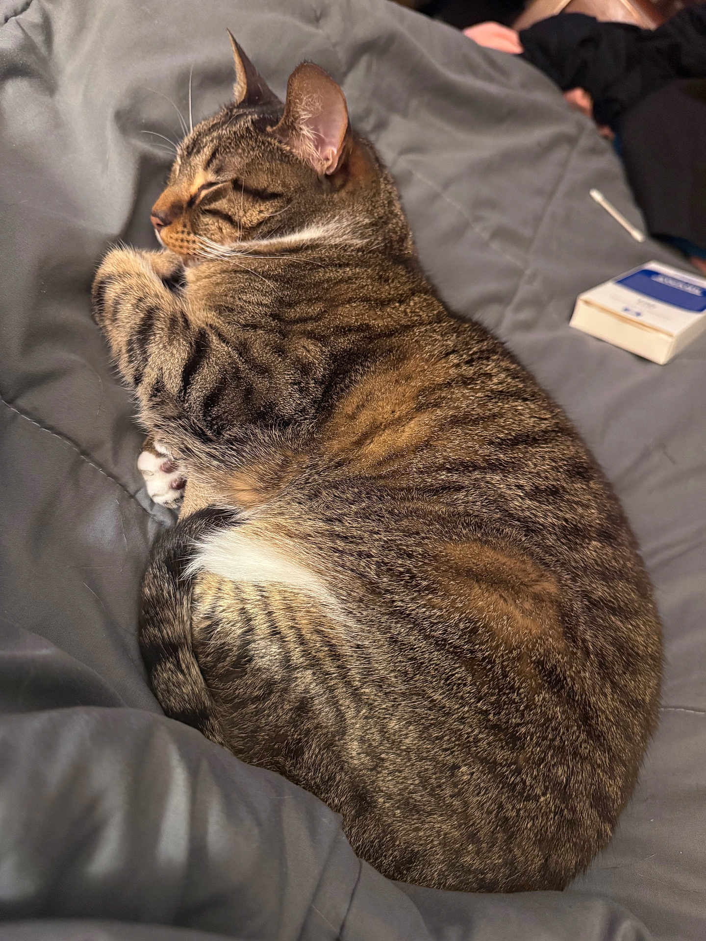 Rosy is registered to the contest to win money with this photo: cat, tabby, sleeping, nap, cozy, blanket, gray, fur, pet, indoor, closeup, resting, whiskers, ears, tail, striped, comfort, domestic_animal, relaxation, soft