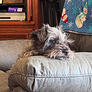 Rocky is registered to the contest to win money with this photo: dog, pet, couch, leather, living_room, blanket, snowman, furniture, indoor, cozy, resting, portrait, animal, fur, cute, relaxed, home, decor, picture_frame, thoughtful