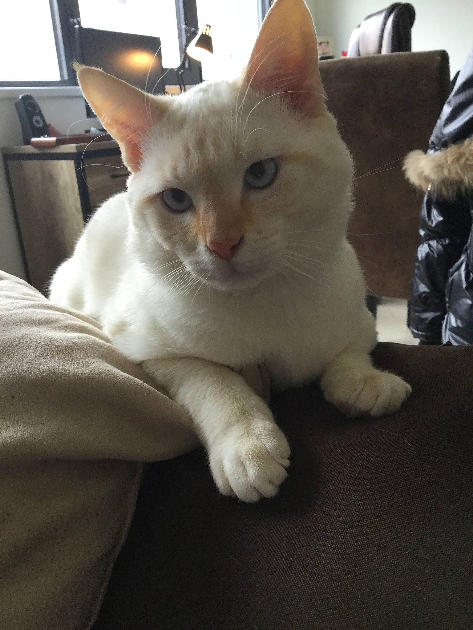 Miel participe au concours pour gagner de l'argent avec cette photo : aegean_cat, burmilla, carnivoran, cat, cat_like_mammal, colorpoint_shorthair, domestic_short_haired_cat, eye, fur, khao_manee, kitten, paw, skin, small_to_medium_sized_cats, snout, tonkinese, whiskers