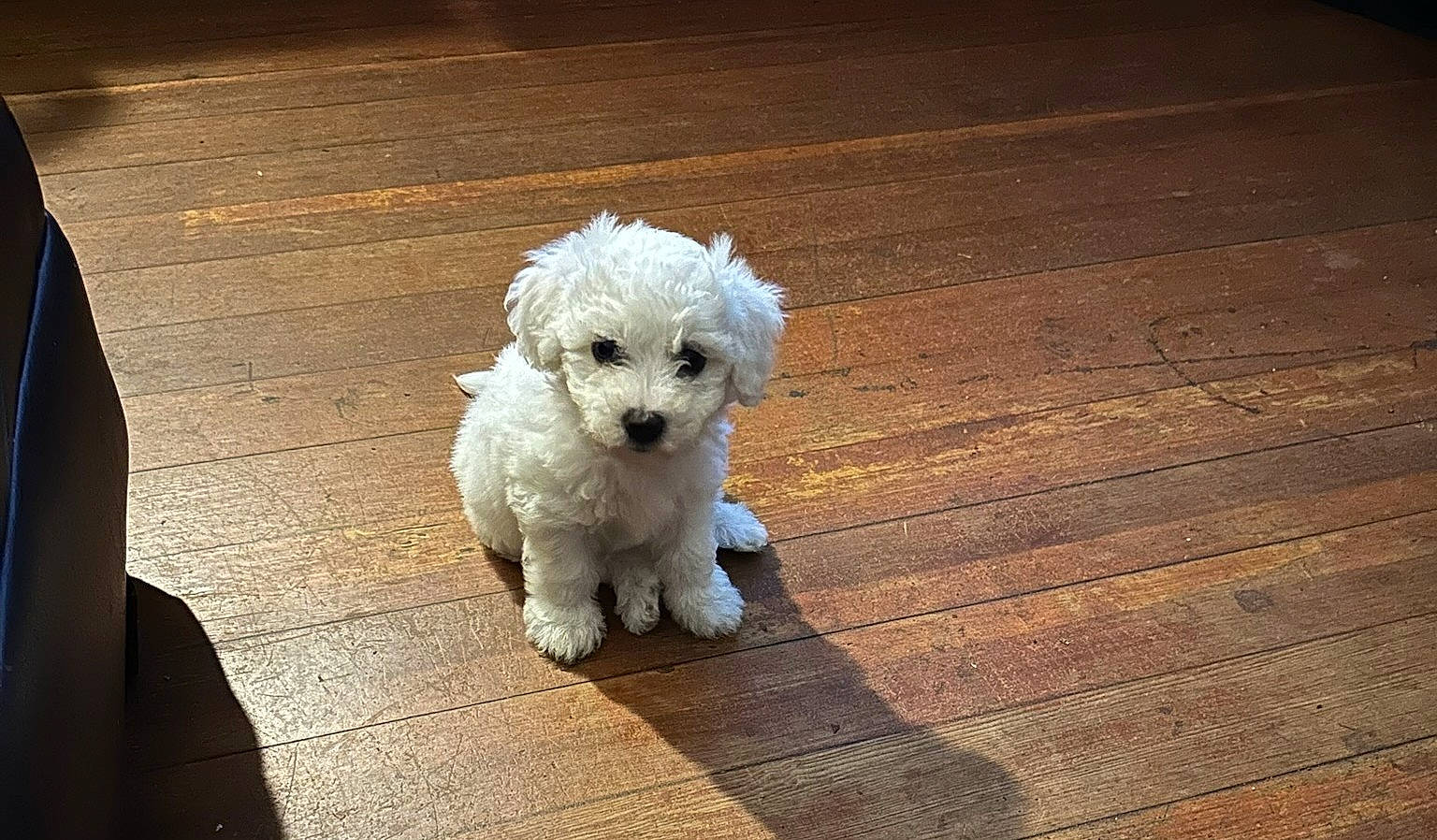 Snow joined the competition — help win amazing prizes! canidae, carnivore, companion_dog, dog, dog_breed, flooring, fur, hardwood, maltepoo, non_sporting_group, plank, poodle, poodle_crossbreed, small_terrier, snout, sporting_group, terrier, toy_dog, wood, working_animal