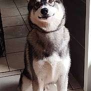 Myo participe au concours pour gagner de l'argent avec cette photo : dog, husky, sitting, indoor, tile_floor, pet, canine, fur, animal, ears, face, paw, looking, light, shadow, white, gray, black, domestic, companion