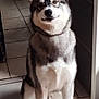 dog, husky, sitting, indoor, tile_floor, pet, canine, fur, animal, ears, face, paw, looking, light, shadow, white, gray, black, domestic, companion