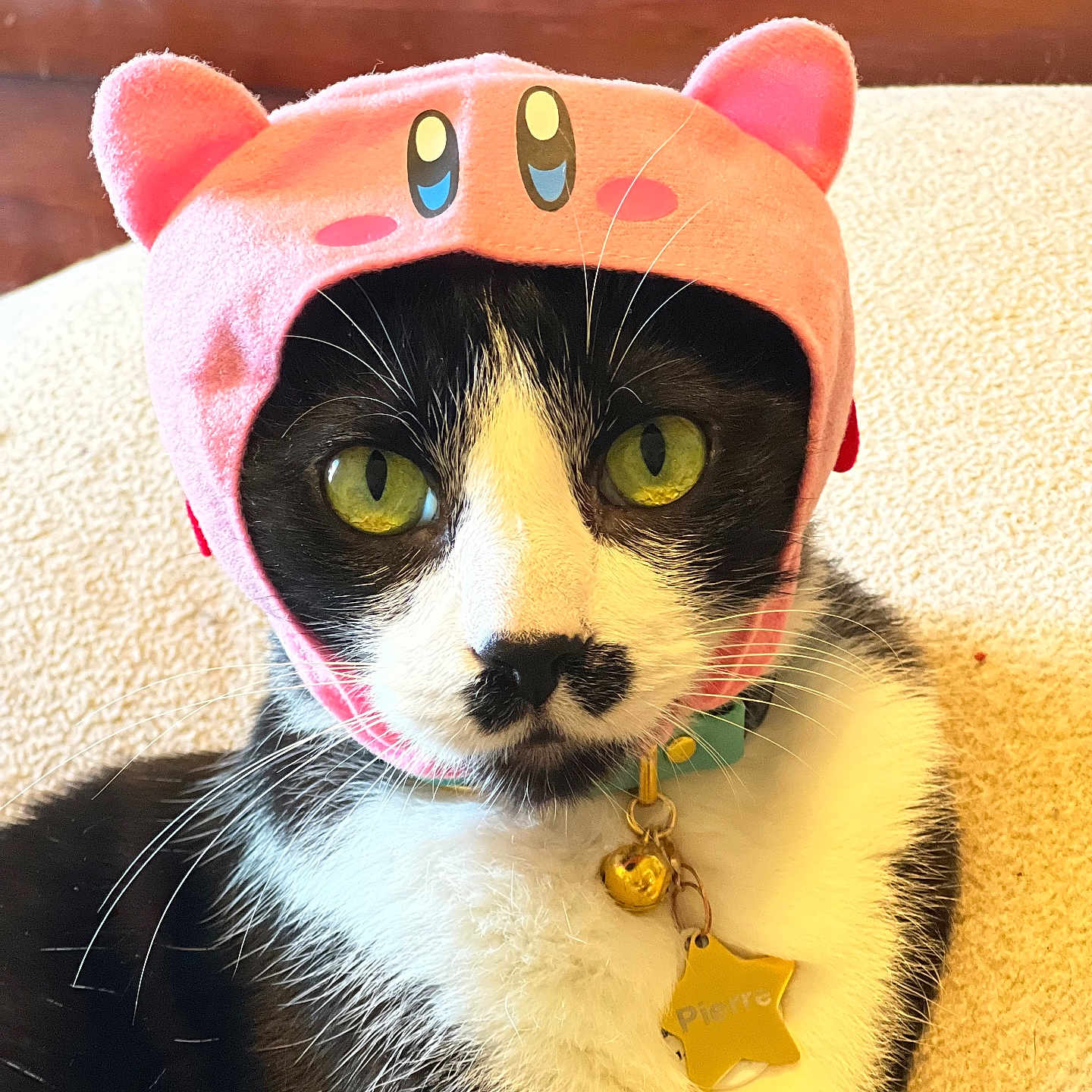 Pierre is registered to the contest to win money with this photo: animal, bell, black_and_white, cat, close_up, collar, costume, cute, expression, face, feline, fur, green_eyes, indoor, name_tag, pet, pink_hat, portrait, sitting, whiskers