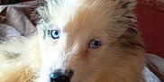 Aïna a rejoint le concours — aidez-le/la à gagner de superbes lots ! animal, bed, blanket, blue_eyes, canine, closeup, cute, dog, ears, face, fluffy, fur, indoors, pet, portrait, puppy, resting, snout, wallpaper, young