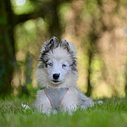 Aïna a rejoint le concours — aidez-le/la à gagner de superbes lots ! adorable, animal, blue_eyes, blurred_background, canine, cute, dog, fluffy, forest, grass, greenery, harness, nature, outdoor, peaceful, pet, puppy, sitting, young_animal, young_dog