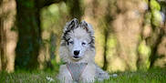 Aïna a rejoint le concours — aidez-le/la à gagner de superbes lots ! adorable, animal, blue_eyes, blurred_background, canine, cute, dog, fluffy, forest, grass, greenery, harness, nature, outdoor, peaceful, pet, puppy, sitting, young_animal, young_dog