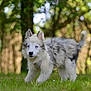 Aïna a rejoint le concours — aidez-le/la à gagner de superbes lots ! adorable, animal, blue_eyes, canine, cute, daylight, dog, fluffy, forest, fur, grass, greenery, mammal, nature, outdoor, pet, puppy, small, walking, young