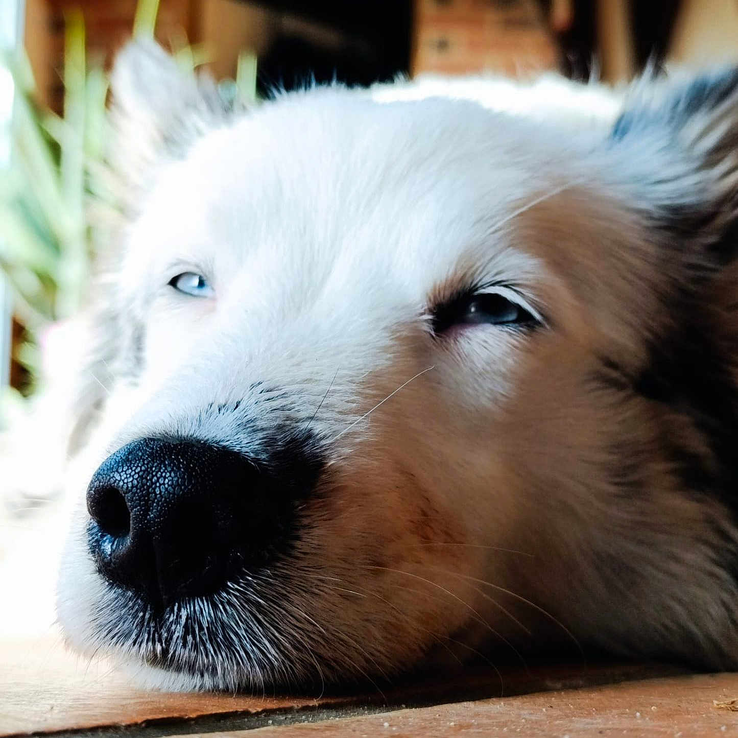 Aïna a rejoint le concours — aidez-le/la à gagner de superbes lots ! animal, blue_eyes, canine, close_up, cozy, dog, floor, fur_texture, indoors, lying_down, peaceful, pet, portrait, relaxed, resting, snout, soft_light, tile_floor, whiskers, white_fur
