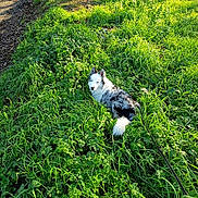 Aïna participe au concours pour gagner de l'argent avec cette photo : animal, blue_merle, canine, curious, dog, eyes, field, fur, grass, greenery, landscape, leaves, nature, outdoor, path, pet, resting, sunlight, sunny, trees