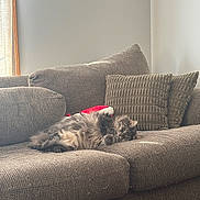 Jasmine is registered to the contest to win money with this photo: animal, cat, comfort, couch, cozy, cushions, domestic, feline, fluffy, fur, gray, home, indoor, living_room, pet, relaxing, resting, sofa, sunlight, window