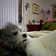Einstein is registered to the contest to win money with this photo: animal, bed, bedroom, black_nose, blanket, brown_eyes, close_up, cozy, curious, dog, fluffy, gray_fur, home, household, indoor, pet, portrait, scruffy_fur, small_dog, white_fur