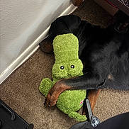 King is registered to the contest to win money with this photo: rottweiler, dog, sleeping, plush_toy, green_toy, carpet, indoor, bed_frame, resting, cozy, pet, animal, hugging, black_dog, brown_paws, stuffed_animal, corner, quiet, relaxed, home