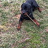 King is registered to the contest to win money with this photo: rottweiler, dog, puppy, grass, stick, outdoor, pet, animal, canine, lying_down, brown, black, collar, chain, nature, playful, young, fur, muzzle, paw