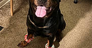 King is registered to the contest to win money with this photo: rottweiler, dog, pet, indoor, carpet, happy, tongue_out, chain, leg_bands, furniture, table, chair, pink_bucket, floor, animal, canine, companion, cute, smiling, domestic