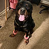 rottweiler, dog, pet, indoor, carpet, happy, tongue_out, chain, leg_bands, furniture, table, chair, pink_bucket, floor, animal, canine, companion, cute, smiling, domestic