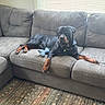 King is registered to the contest to win money with this photo: rottweiler, dog, pet, couch, indoor, toy, relaxed, gray, furniture, canine, animal, living_room, window, blinds, carpet, domestic, laying, home, comfort, resting