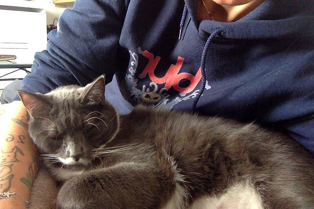 Tom a rejoint le concours — aidez-le/la à gagner de superbes lots ! asian, carnivore, cat, domestic_long_haired_cat, domestic_short_haired_cat, ear, felidae, fur, kitten, nebelung, small_to_medium_sized_cats, snout, whiskers