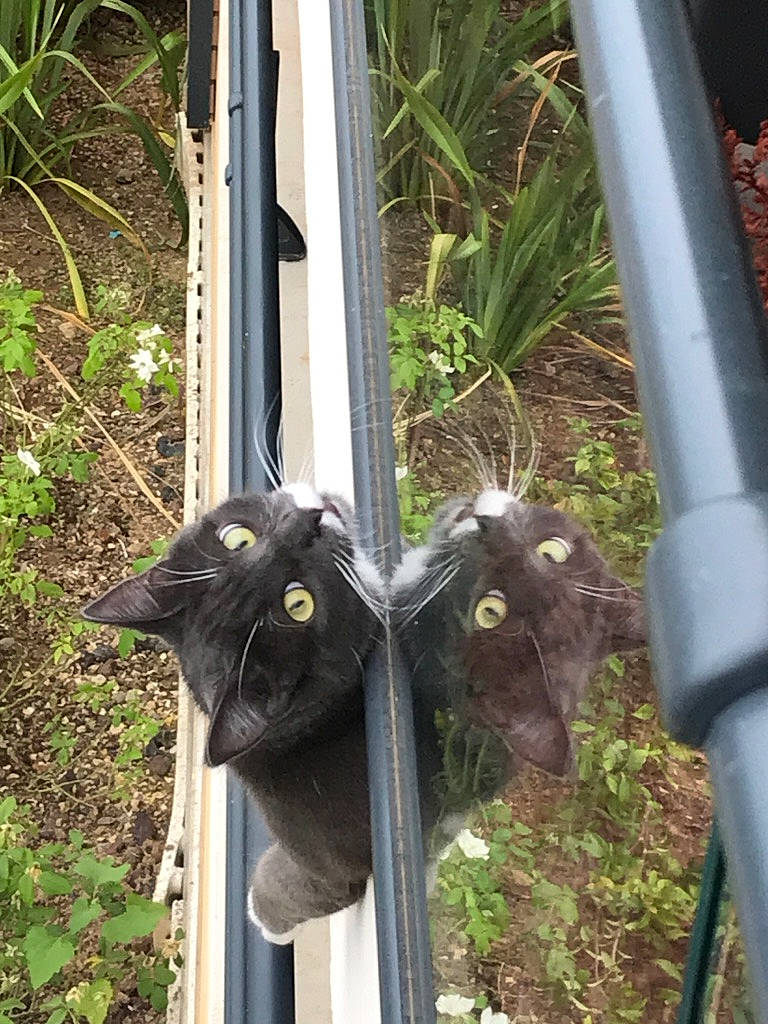 Tom participe au concours pour gagner de l'argent avec cette photo : cat, felidae