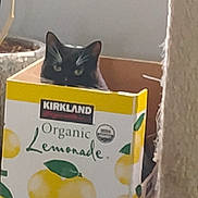 Pj Louise joined the competition — help win amazing prizes! cat, box, cardboard, indoor, lemonade, curious, black_cat, pet, animal, container, hiding, eyes, ears, home, cozy, plant_pot, furniture, yellow, green, organic
