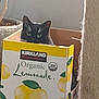 cat, box, cardboard, indoor, lemonade, curious, black_cat, pet, animal, container, hiding, eyes, ears, home, cozy, plant_pot, furniture, yellow, green, organic