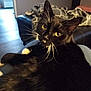Pj Louise is registered to the contest to win money with this photo: cat, black_cat, white_whiskers, yellow_eyes, pet, indoor, feline, fur, whiskers, relaxed, cozy, blanket, sofa, living_room, domestic_animal, cute, animal, closeup, comfort, home