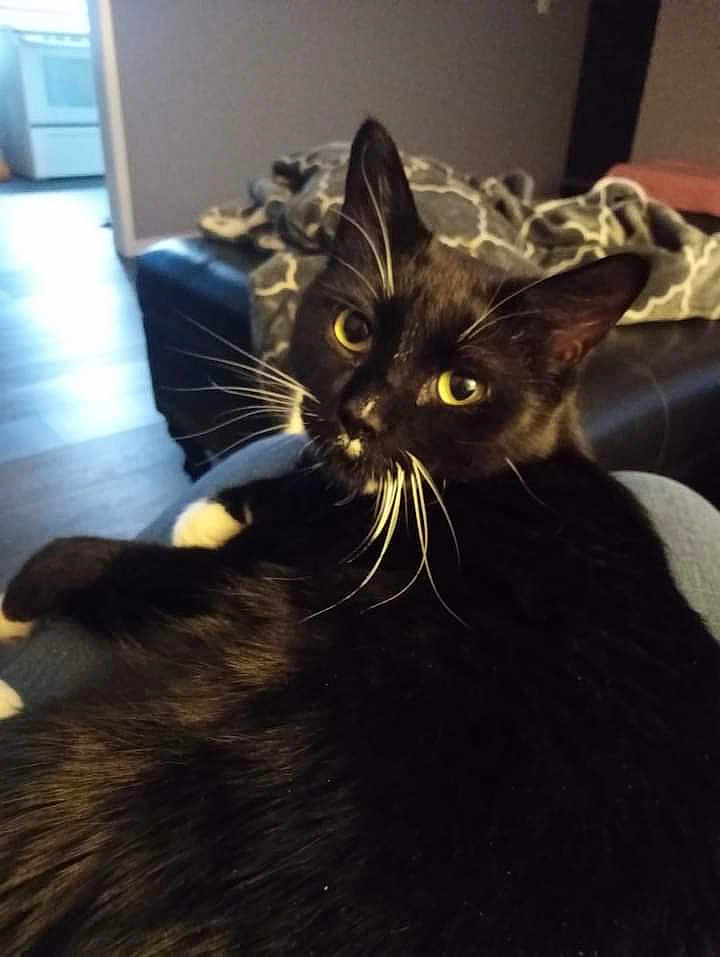 Pj Louise is registered to the contest to win money with this photo: cat, black_cat, white_whiskers, yellow_eyes, pet, indoor, feline, fur, whiskers, relaxed, cozy, blanket, sofa, living_room, domestic_animal, cute, animal, closeup, comfort, home