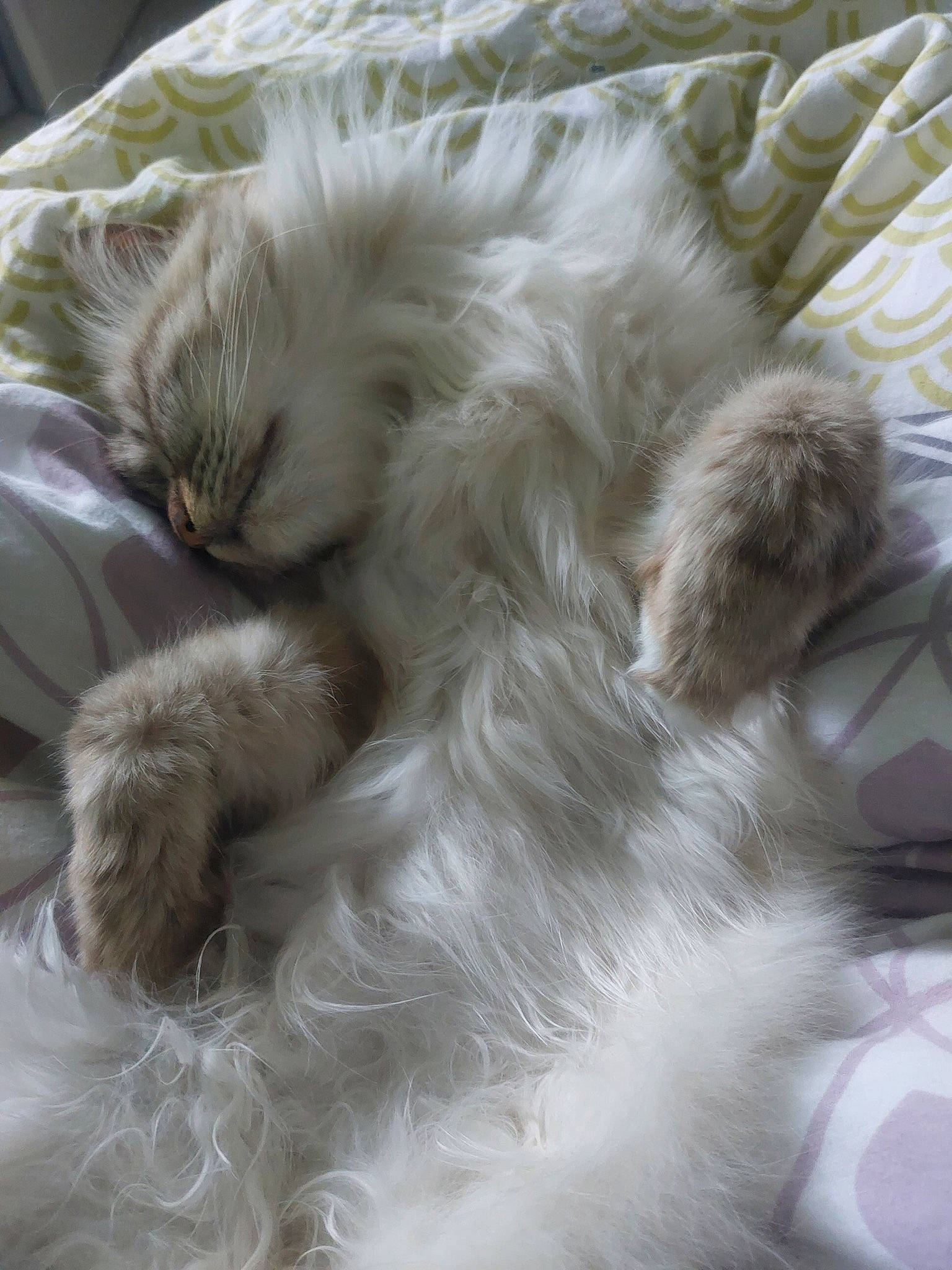 Juliette a rejoint le concours — aidez-le/la à gagner de superbes lots ! british_longhair, canidae, carnivore, cat, claw, comfort, companion_dog, dog_breed, fawn, felidae, fur, nap, paw, persian, ragdoll, small_to_medium_sized_cats, snout, tail, terrestrial_animal, whiskers