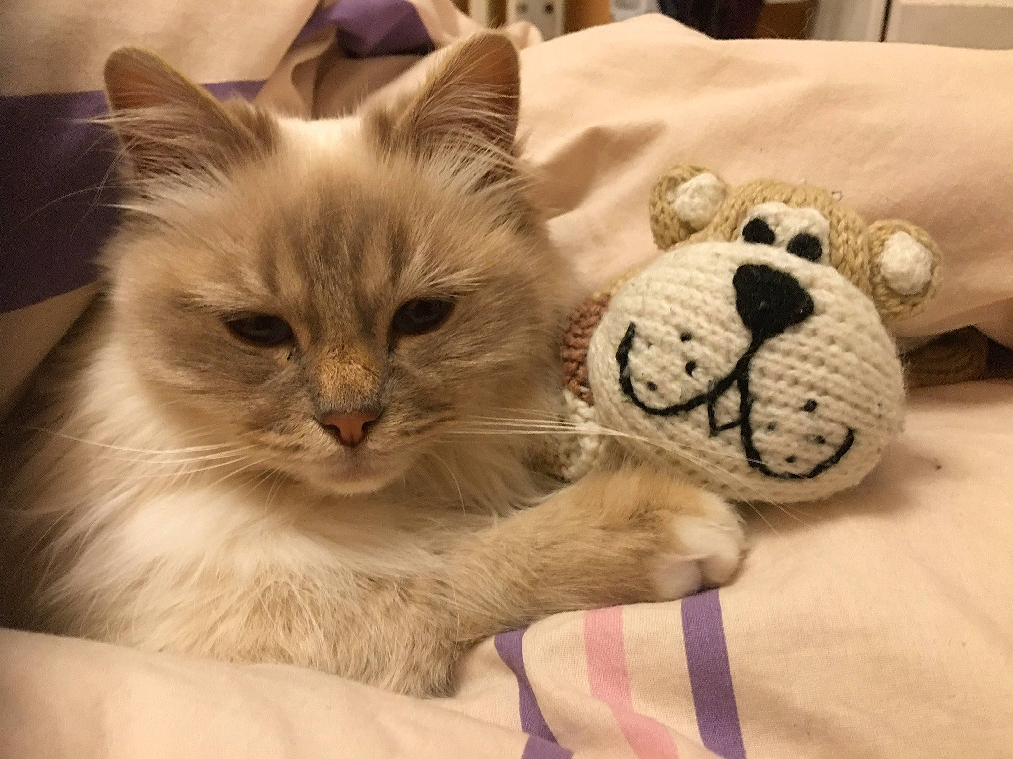 Juliette participe au concours pour gagner de l'argent avec cette photo : balinese, carnivore, cat, cat_bed, cat_supply, comfort, domestic_short_haired_cat, eye, fawn, felidae, fur, linens, mammal, paw, small_to_medium_sized_cats, snout, stuffed_toy, toy, vertebrate, whiskers