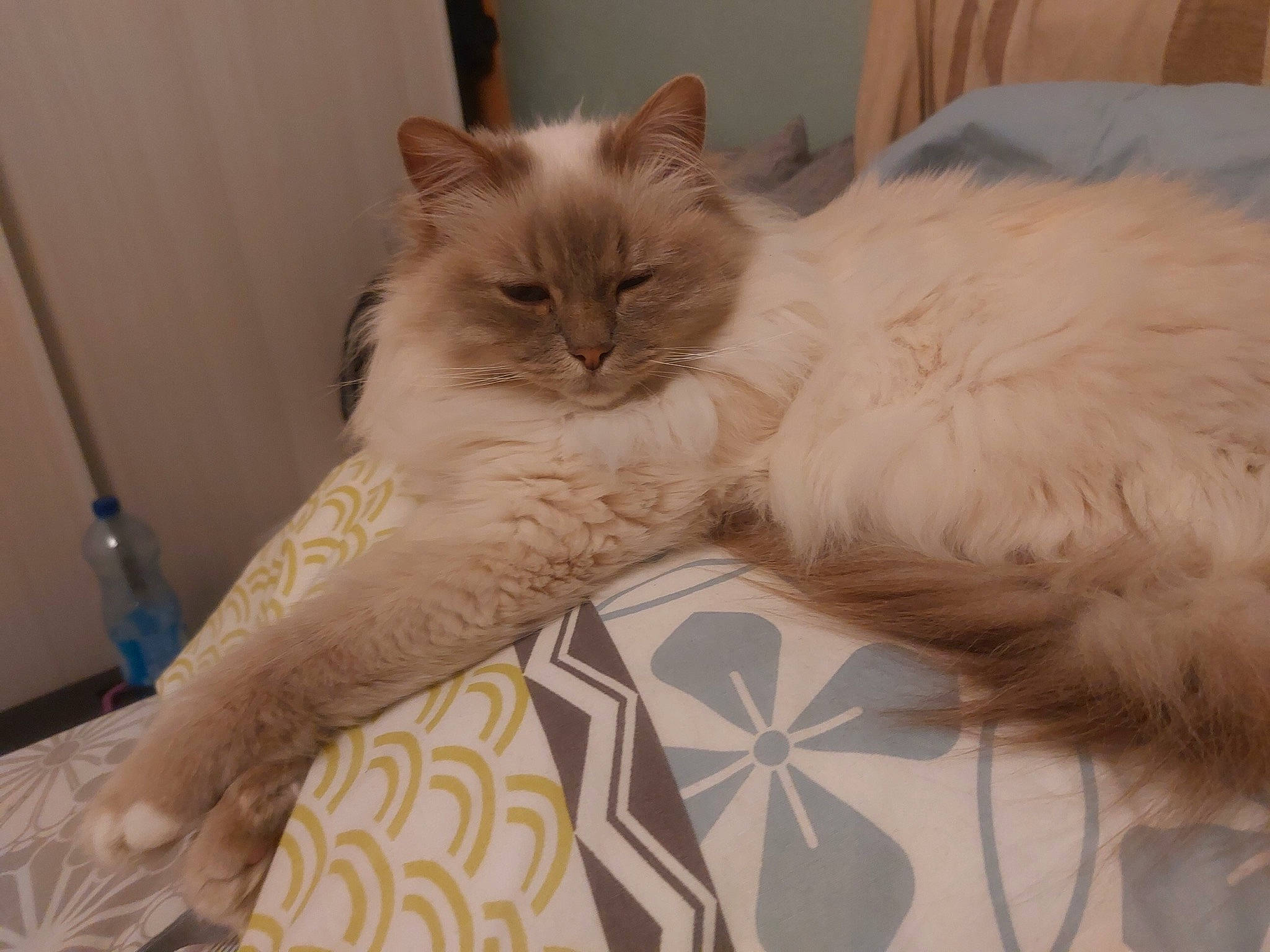 Juliette a rejoint le concours — aidez-le/la à gagner de superbes lots ! bed, bed_sheet, british_longhair, carnivore, cat, claw, comfort, eye, fawn, felidae, fur, pattern, paw, persian, ragdoll, small_to_medium_sized_cats, snout, tail, terrestrial_animal, whiskers