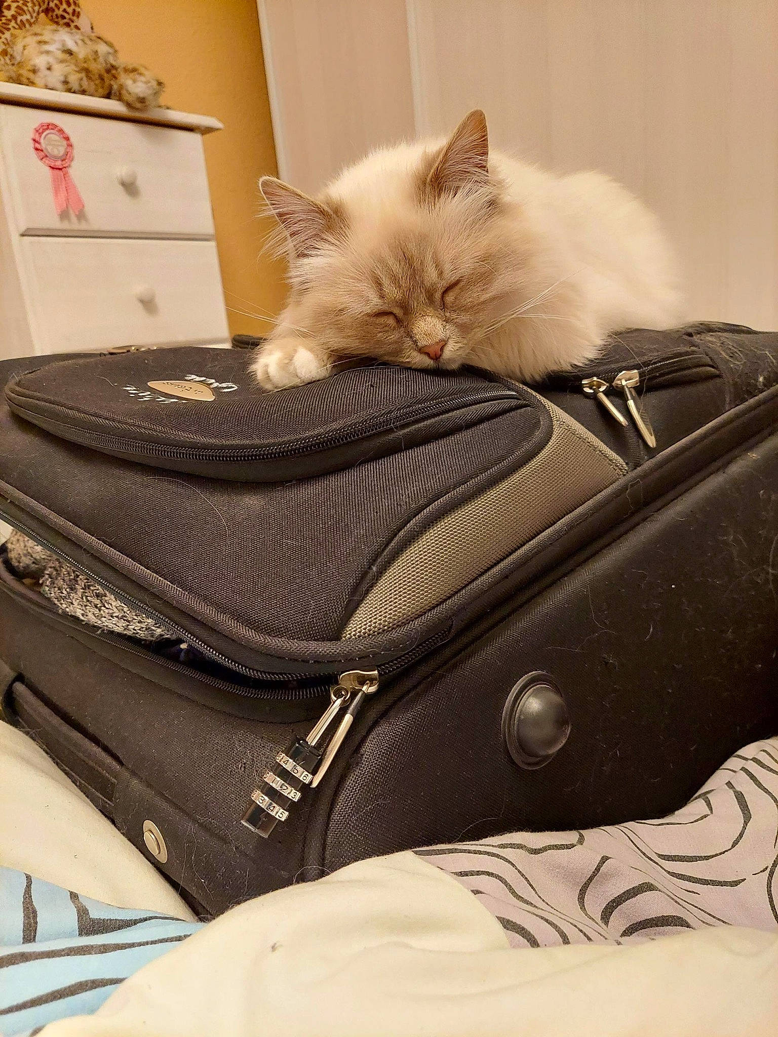 Juliette participe au concours pour gagner de l'argent avec cette photo : backpack, bag, baggage, bedding, box, carnivore, cat, comfort, fashion_accessory, felidae, fur, grey, linens, luggage_and_bags, picture_frame, small_to_medium_sized_cats, suitcase, tail, textile, whiskers