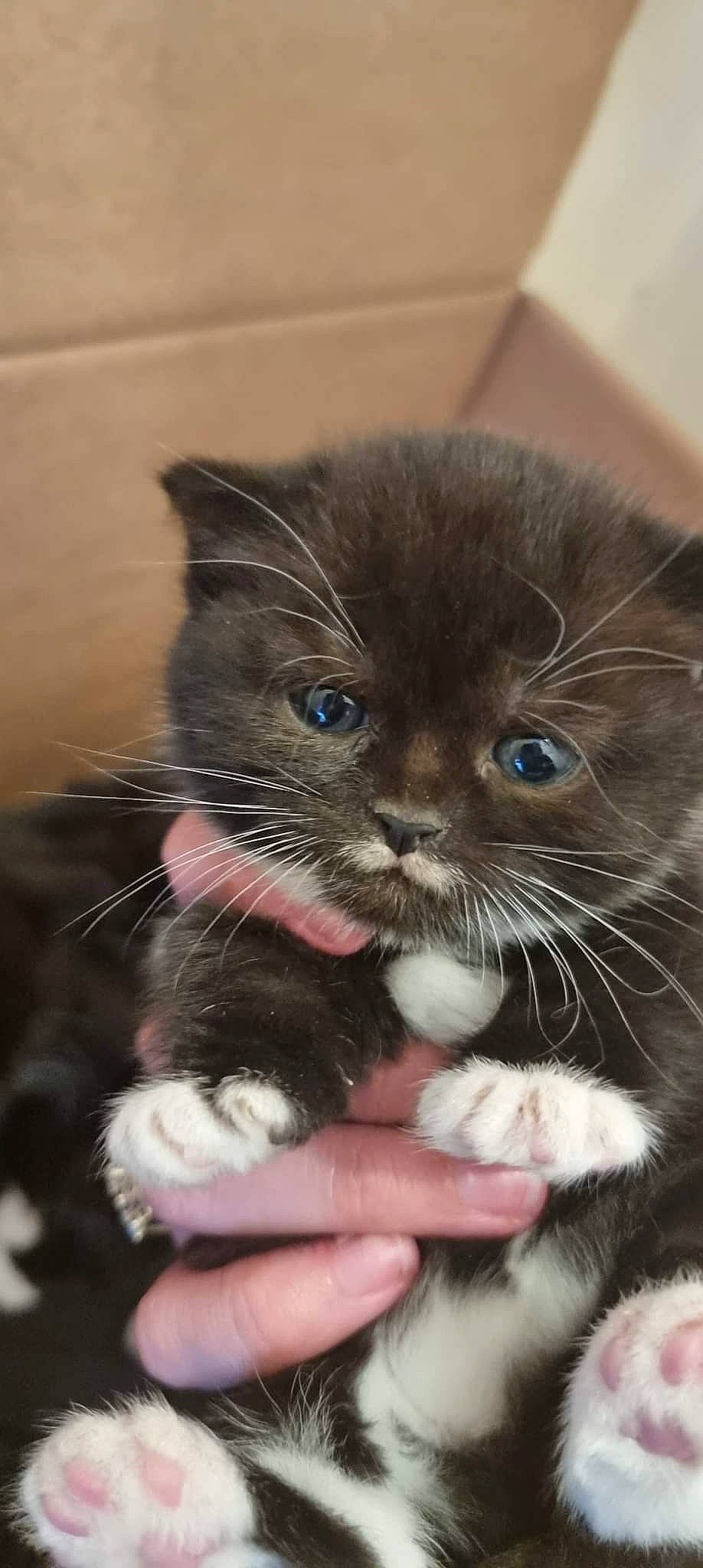 Dopey joined the competition — help win amazing prizes! box, carnivore, cat, claw, comfort, domestic_short_haired_cat, electric_blue, eye, fawn, felidae, fur, gesture, hand, iris, nail, paw, small_to_medium_sized_cats, snout, tail, whiskers