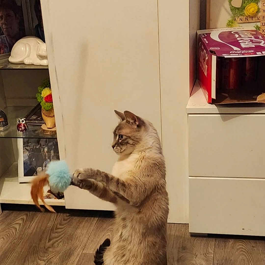 Stella participe au concours pour gagner de l'argent avec cette photo : animal, brown, cabinet, cat, coca_cola_box, curious, cute, decor, domestic, feathers, feline, fluffy, furniture, indoor, pet, playing, sitting, toy, white, wooden_floor