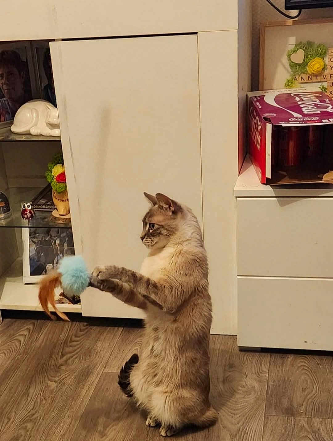 Stella participe au concours pour gagner de l'argent avec cette photo : cat, indoor, playing, toy, feathers, wooden_floor, cabinet, coca_cola_box, decor, furniture, pet, animal, curious, fluffy, sitting, brown, white, feline, cute, domestic