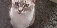 Stella participe au concours pour gagner de l'argent avec cette photo : cat, blue_eyes, curious, carpet, indoor, pet, feline, fur, sitting, looking_up, ears, whiskers, animal, domestic, closeup, light, texture, floor, home, cute
